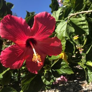 Meet your Posher, Devon